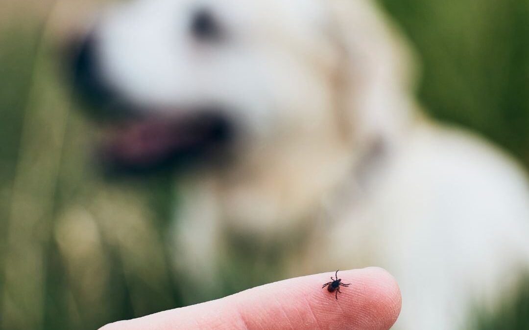 Rid your lawn of fleas, ticks and mosquitos!