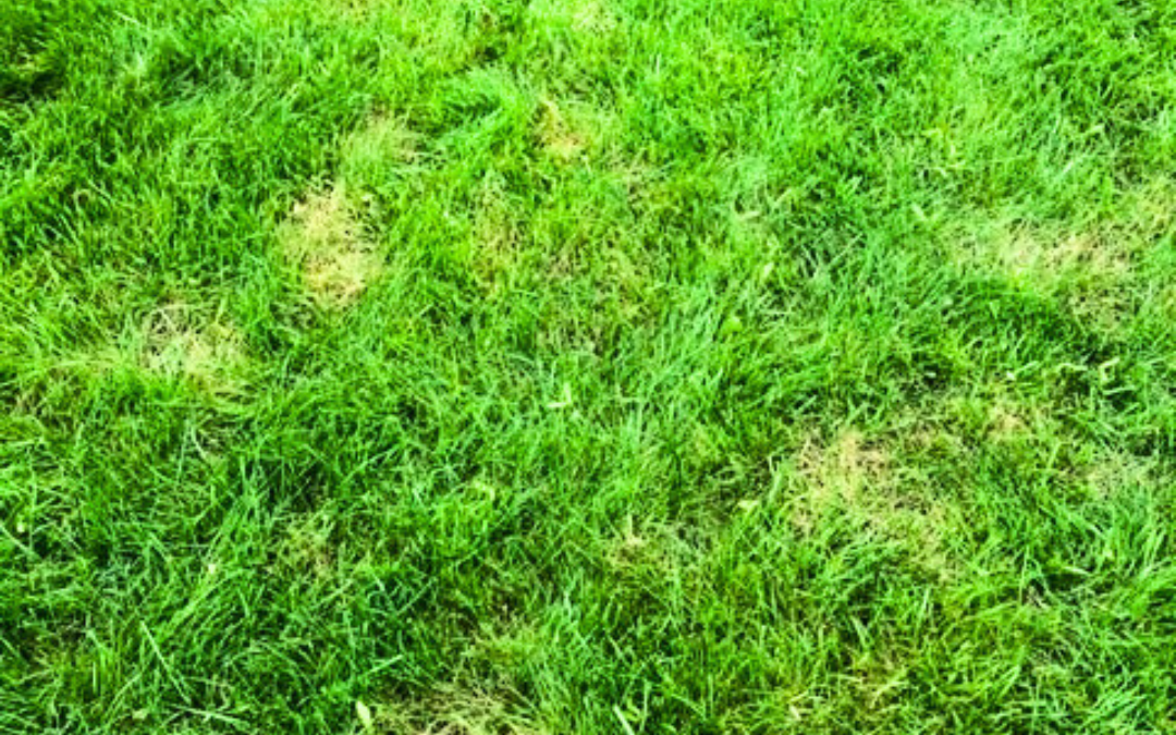 Why are fungal treatments important to maintain a healthy lawn